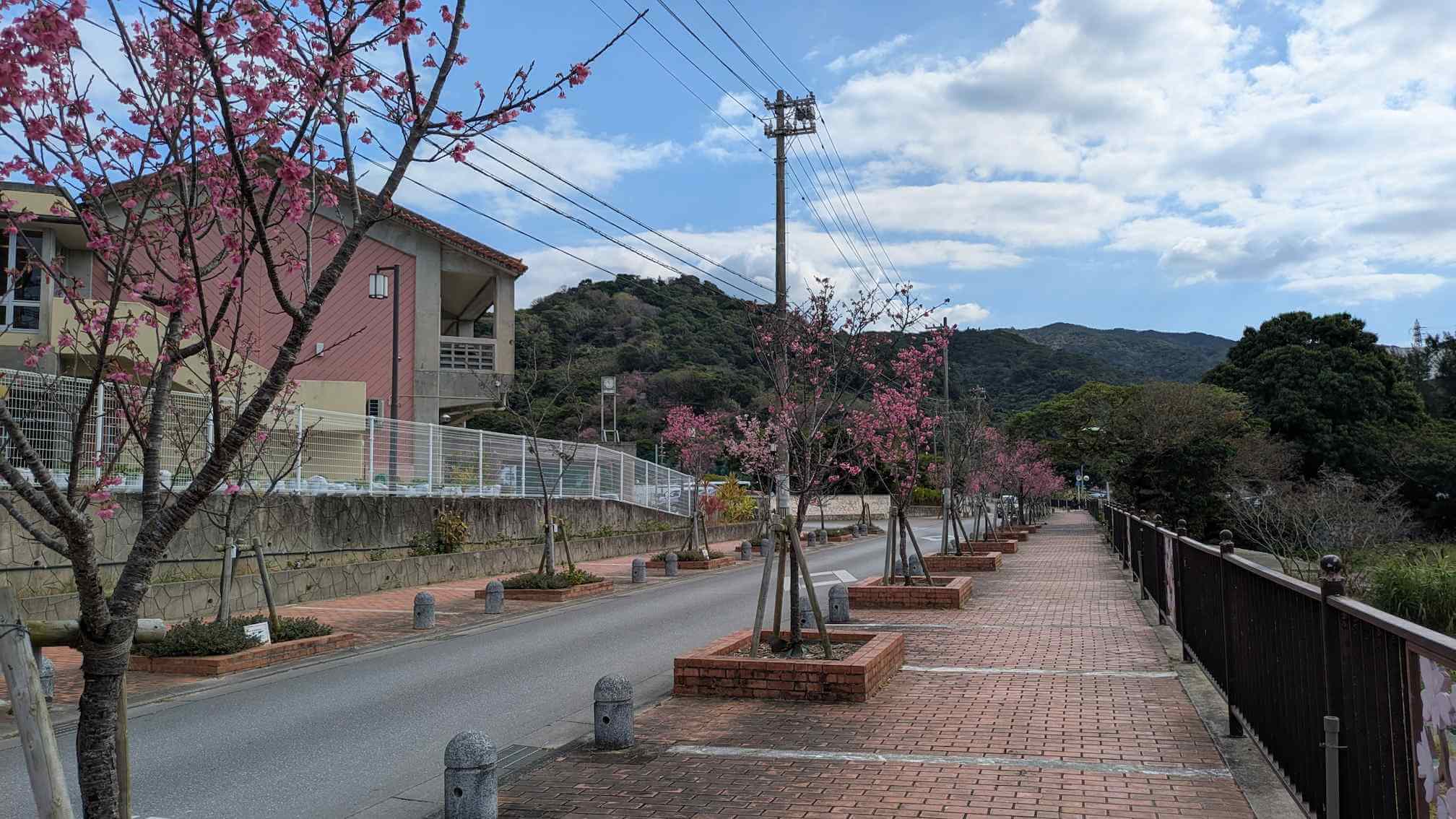 緋寒桜が咲いている東江中学校前の通り
