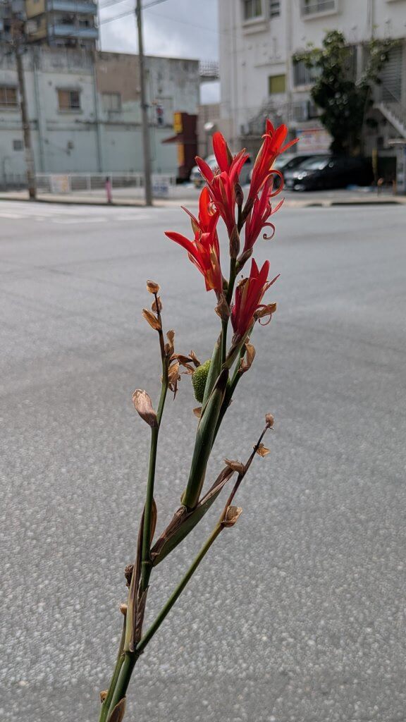 ダンドクの赤い花と緑色の実