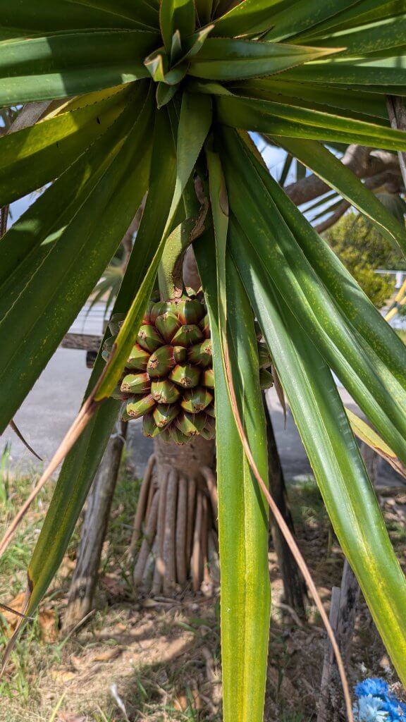 アダンのパイナップルに似た実